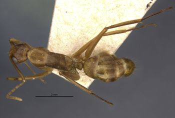Media type: image;   Entomology 21471 Aspect: habitus dorsal view
